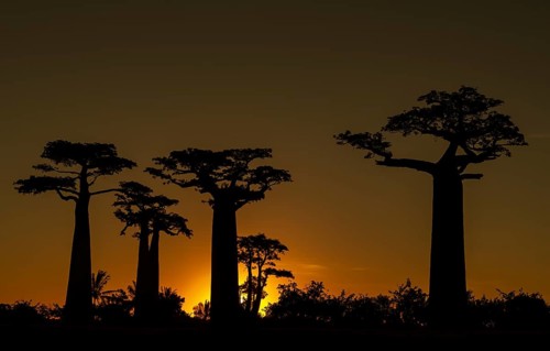 Grandidier's Baobab (Adansonia grandidieri) at Baobab Avenue in the sunset