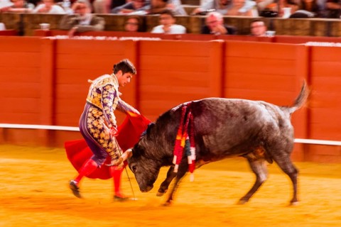 Racing bull with matador