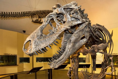 Skeleton