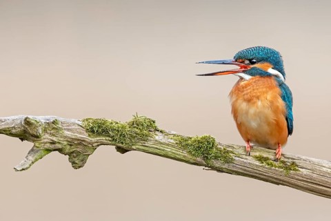 Common kingfisher (Alcedo atthis)