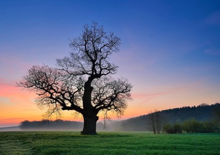 Old solitary Oak (Quercus) in green field