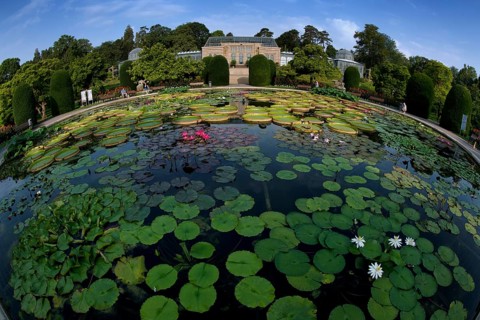 Lily pond