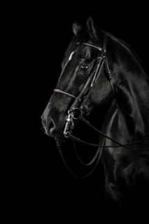 Black black horse with blaze