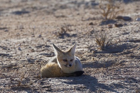 Cape fox (Vulpes chama)