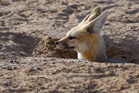 Cape fox (Vulpes chama)