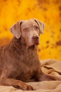 Chesapeake Bay Retriever