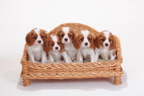 Cavalier King Charles Spaniel