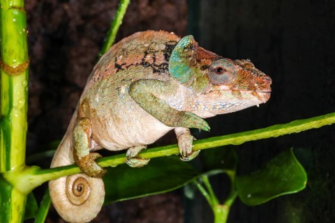 Malthe's chameleon (Calumma malthe) in terrarium