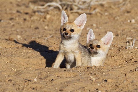 Cape foxes (Vulpes chama)
