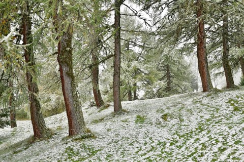 Forest with larch