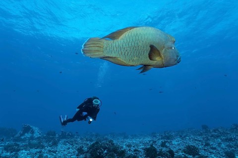 Diver watches Humphead Wrasse (Cheilinus undulatus) swims over coral reef