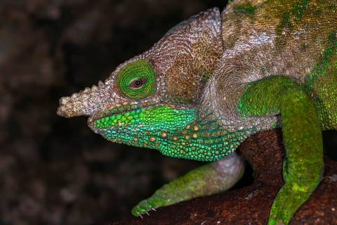 O'Shaughnessy's chameleon (Calumma oshaughnessyi)