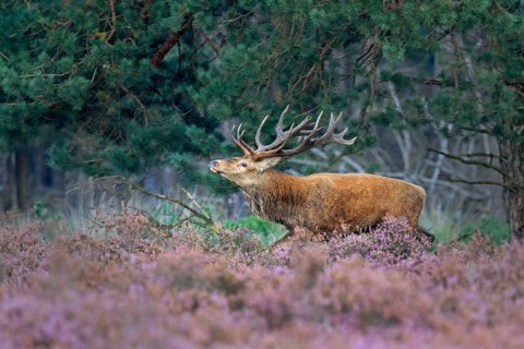 Red deer (Cervus elaphus) runs between Heathers (Calluna vulgaris) at the edge of the forest