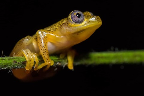 Reedfrog species (Heterixalus punctatus)