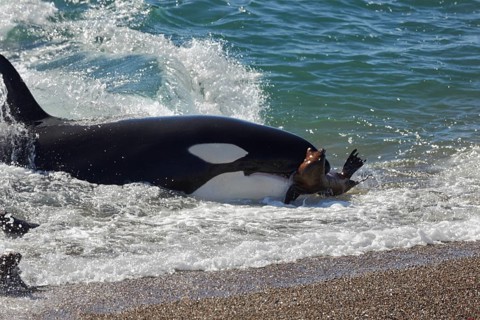 Orca (Orcinus orca) attacking sea lion pups (Otaria flavescens) at the beach