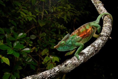 Chameleon (Calumma parsonii cristifer) in the rainforests of Andasibe