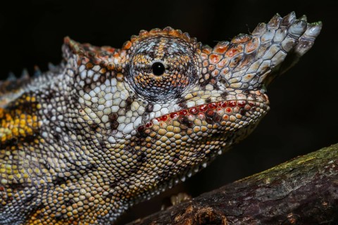 Lesser chameleon (Furcifer minor)
