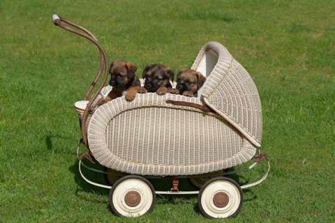 Border Terrier Puppies