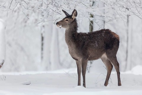 Red deer (Cervus elaphus)