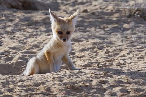 Young Cape fox (Vulpes chama) looking out from burrow entrance