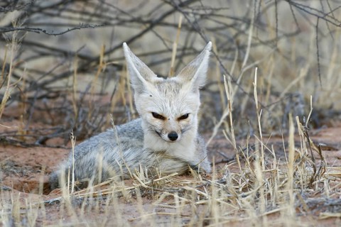 Cape fox (Vulpes chama)