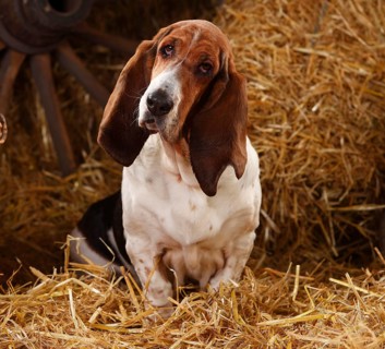 Basset Hound