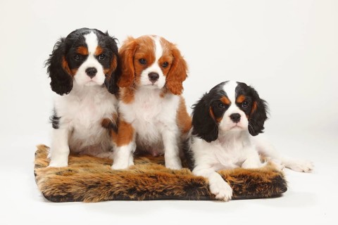 Cavalier King Charles Spaniel