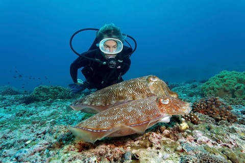 Diver observes couple Broadclub Cuttlefishes (Sepia latimanus)