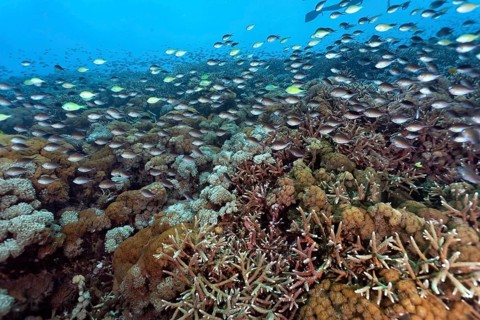Perch Demoiselle (Chromis fumea)