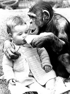 Chimpanzee feeds baby with milk from the bottle