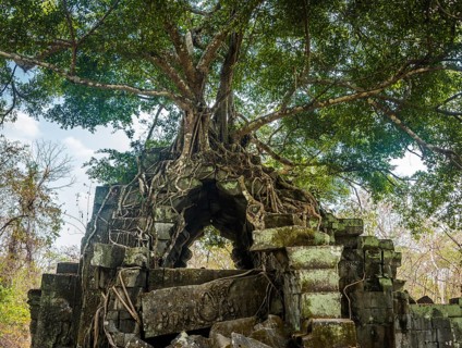 Tree grows on tree-rooted Khmer temple ruin