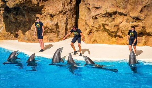 Bottlenose dolphins (Tursiops truncatus) with animal trainers at Dolphin Show