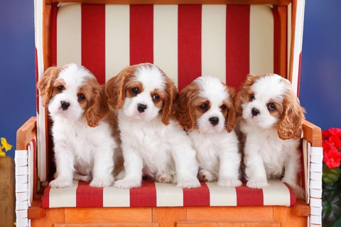Cavalier King Charles Spaniel