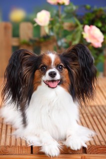 Papillon
