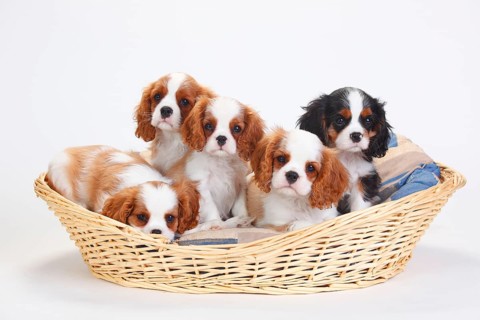 Cavalier King Charles Spaniel