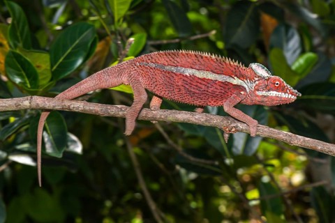 Panther chameleon (Furcifer pardalis)