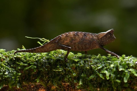 Brown leaf chameleon (Brookesia superciliaris)