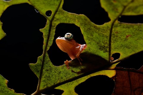 Frog (Boophis pyrrhus) on leaf