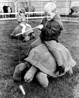 Kind rides on a giant turtle