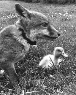 Fox with small duck
