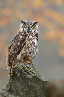 Great horned owl (Bubo virginianus)