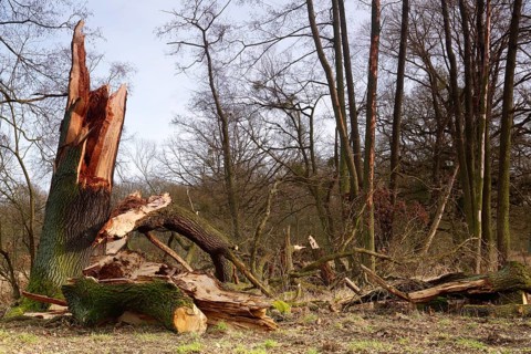 Windthrow of an oak