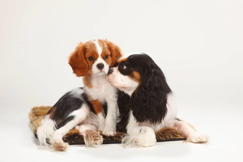 Cavalier King Charles Spaniel