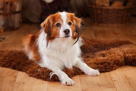 Kooikerhondje