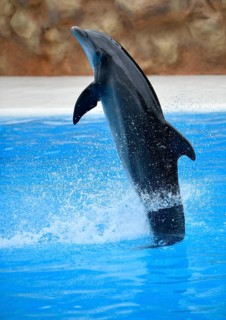 Bottlenose dolphin (Tursiops truncatus) jumps out of the water