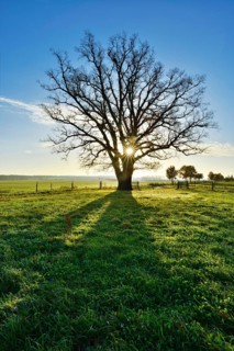 Sun shines through large bare oak