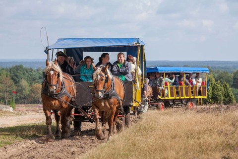 Horse-drawn carriages