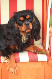 Cavalier King Charles Spaniel