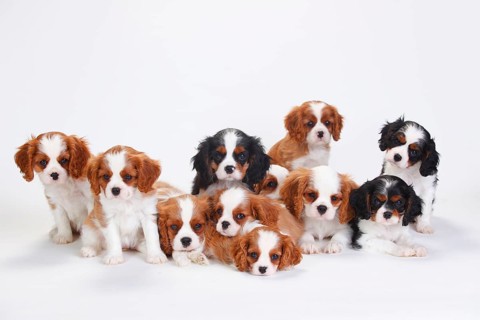 Cavalier King Charles Spaniel