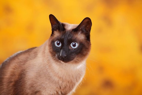 Siamese cat old type